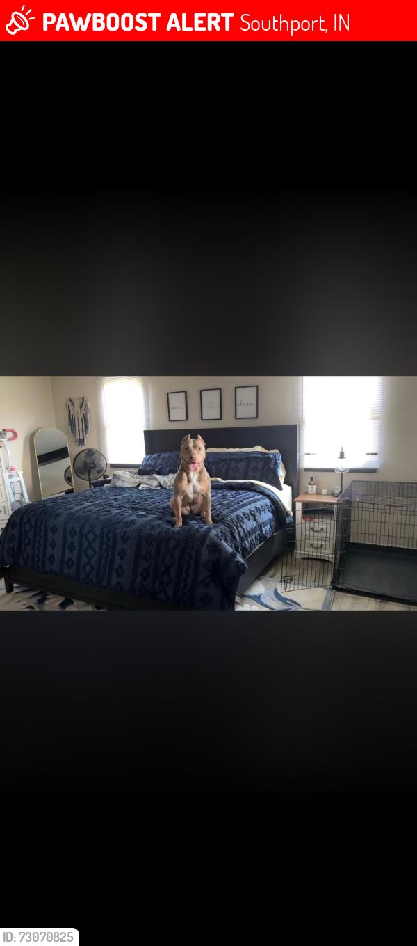 Lost Female Dog last seen Stop 10 and Madison , Southport, IN 46227