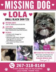 Lost Female Dog last seen New Frankfort Avenue and E Clearfield Street, Philadelphia, PA 19134