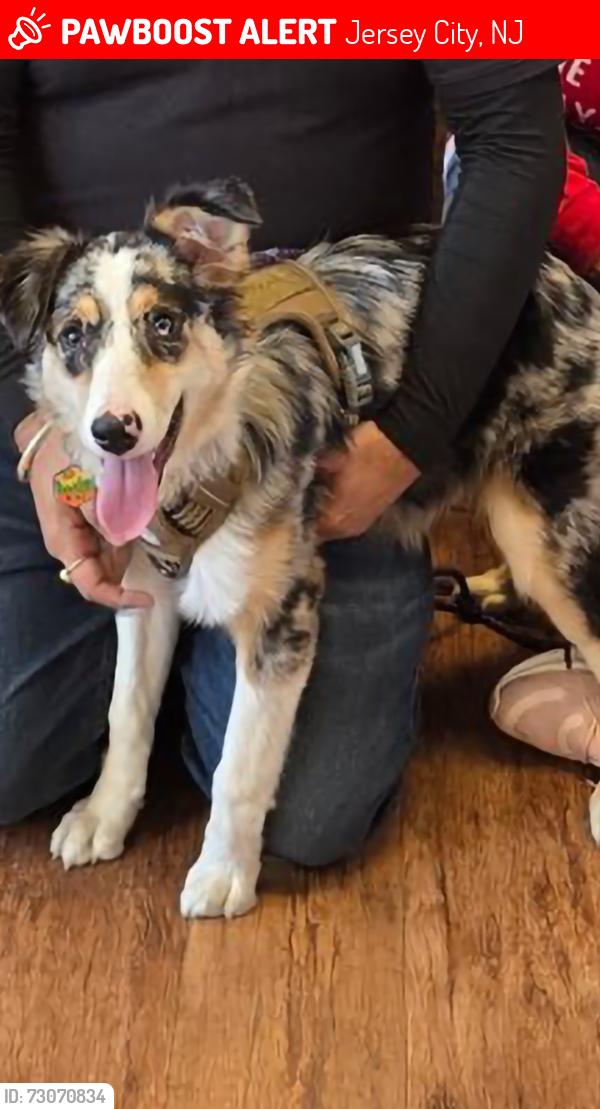 Lost Female Dog last seen Route 440, Jersey City, NJ 07305