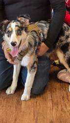 Lost Female Dog last seen Route 440, Jersey City, NJ 07305
