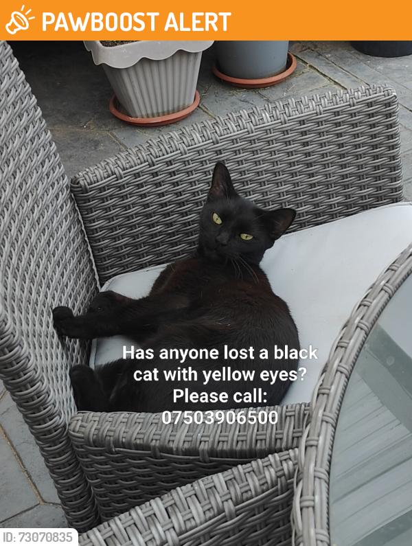 Found/Stray Unknown Cat last seen Tw50dr, Greater London, England TW5 0DR
