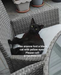 Found/Stray Unknown Cat last seen Tw50dr, Greater London, England TW5 0DR