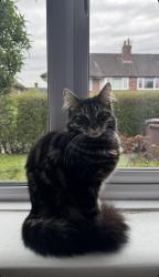Lost Male Cat last seen By St Helens junction train station, St Helens, England WA9