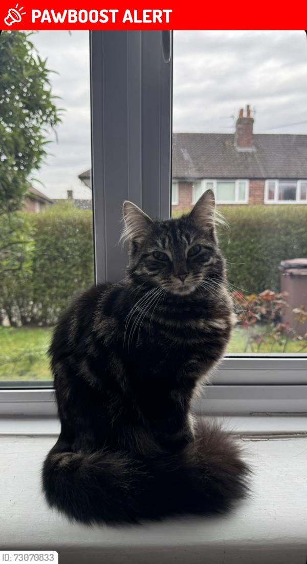 Lost Male Cat last seen By St Helens junction train station, St Helens, England WA9