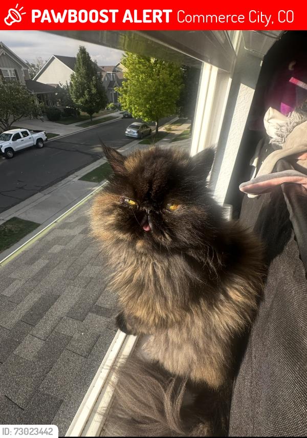 Lost Female Cat last seen 104th and Highway 2, Commerce City, CO 80022