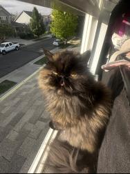 Lost Female Cat last seen 104th and Highway 2, Commerce City, CO 80022