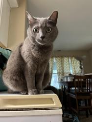 Lost Female Cat last seen San Francisco drive, Destrehan, LA 70047