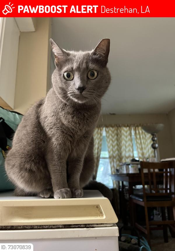 Lost Female Cat last seen San Francisco drive, Destrehan, LA 70047