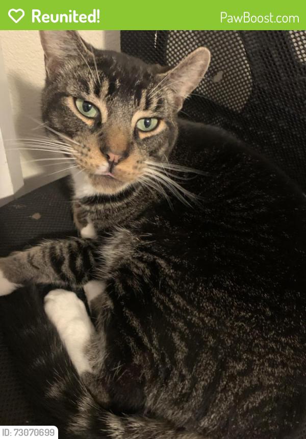 Reunited Male Cat last seen Gads hill , Santa Rosa, CA 95401