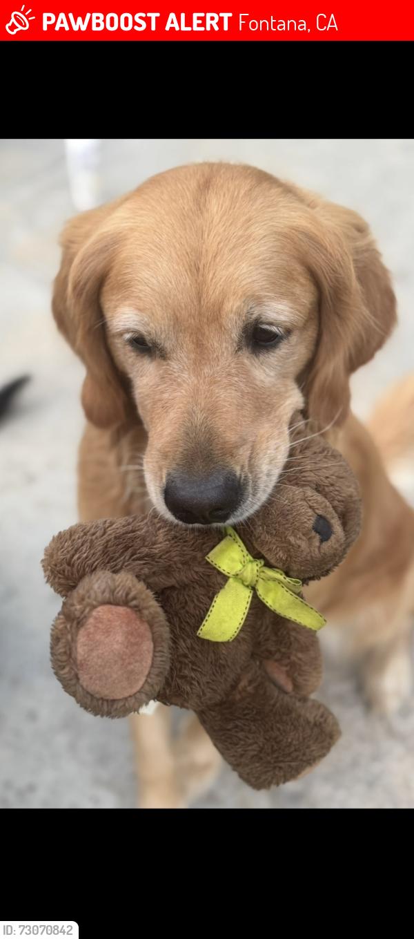 Lost Female Dog last seen Sierra lakes fontana, Fontana, CA 92336