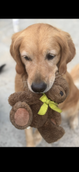 Lost Female Dog last seen Sierra lakes fontana, Fontana, CA 92336