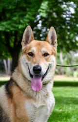 Shelter Stray Male Dog last seen Near E Race St, City of Yakima, WA, 2405 W Birchfield Rd, Yakima, WA 98901, USA