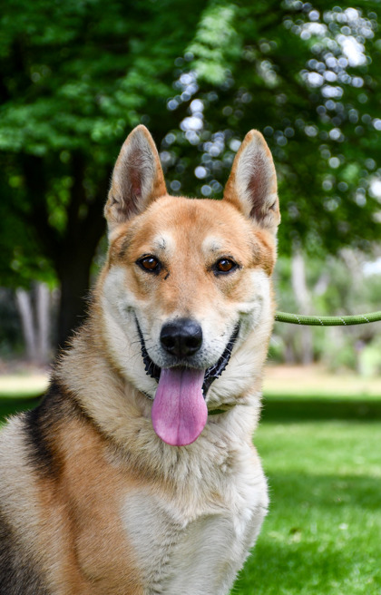 Shelter Stray Male Dog last seen Near E Race St, City of Yakima, WA, 2405 W Birchfield Rd, Yakima, WA 98901, USA