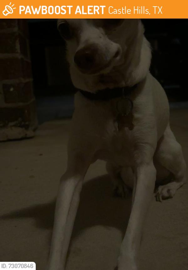 Found/Stray Male Dog last seen Alon at Castle Hills apmts, Castle Hills, TX 78213