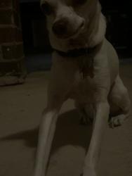 Found/Stray Male Dog last seen Alon at Castle Hills apmts, Castle Hills, TX 78213