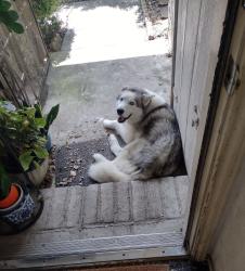Found/Stray Male Dog last seen Antoine Dr. and Kelly Ln, Houston, TX 77066