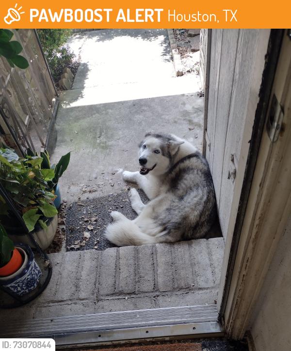 Found/Stray Male Dog last seen Antoine Dr. and Kelly Ln, Houston, TX 77066