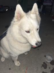 Found/Stray Unknown Dog last seen 3rd and palou, San Francisco, CA 94107