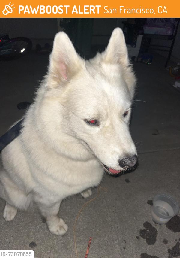 Found/Stray Unknown Dog last seen 3rd and palou, San Francisco, CA 94107