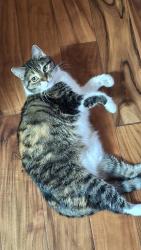 Lost Female Cat last seen Magee and La Canada, Tucson, AZ 85704