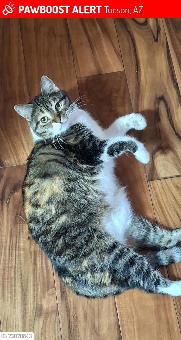 Lost Female Cat last seen Magee and La Canada, Tucson, AZ 85704