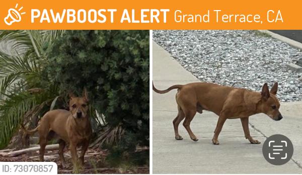 Found/Stray Male Dog last seen Mt Vernon & Van Buren, Grand Terrace, Grand Terrace, CA 92313