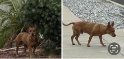 Found/Stray Male Dog last seen Mt Vernon & Van Buren, Grand Terrace, Grand Terrace, CA 92313