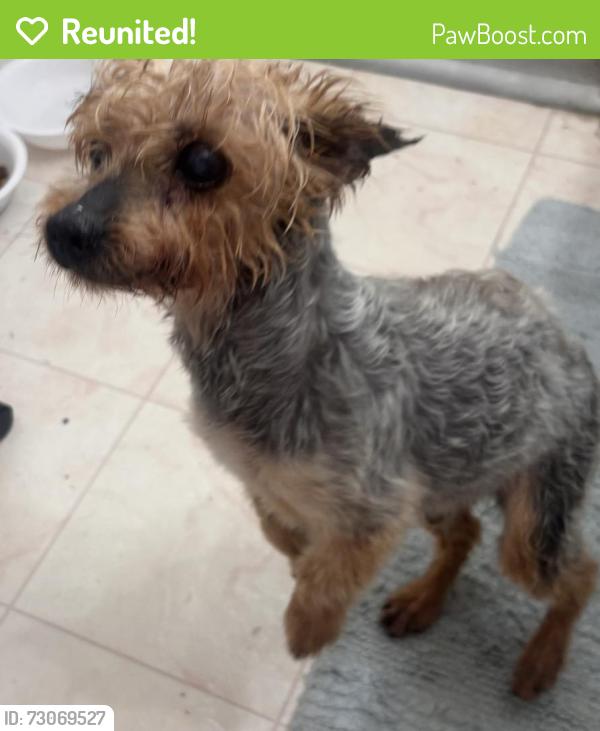 Reunited Male Dog last seen East Osceola parkway & Florida parkway Kissimmee Fl, Buena Ventura Lakes, FL 34743