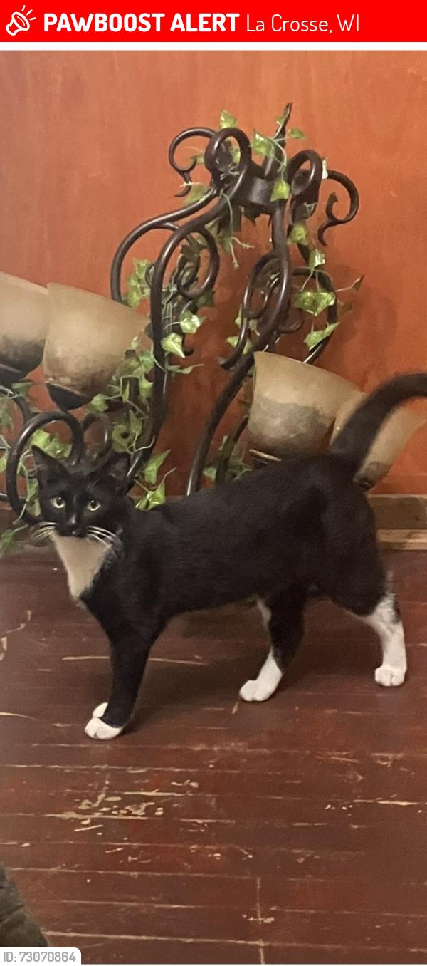 Lost Male Cat last seen Radisson hotel, La Crosse, WI 54601