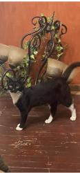 Lost Male Cat last seen Radisson hotel, La Crosse, WI 54601