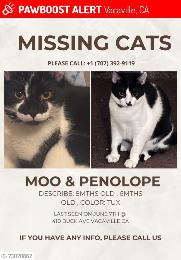 Lost Male Cat last seen Lovers lane, Buck ave, Vacaville, CA 95688