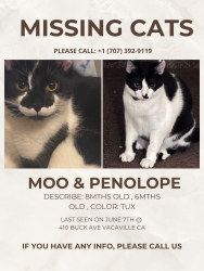 Lost Male Cat last seen Lovers lane, Buck ave, Vacaville, CA 95688