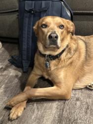 Reunited Male Dog last seen Near Fairview road Kidwoord, Kirkwood, PA 17536