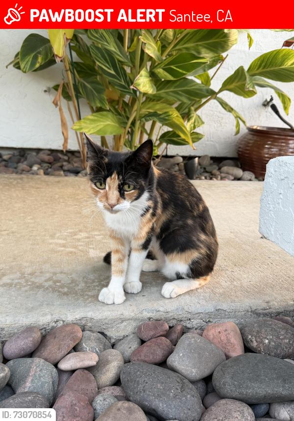 Lost Female Cat last seen Conejo Road, Santee, CA 92071