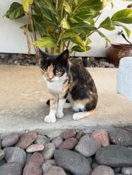 Lost Female Cat last seen Conejo Road, Santee, CA 92071