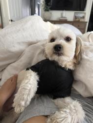 Lost Male Dog last seen Peach nectar, Sunrise Manor, NV 89142