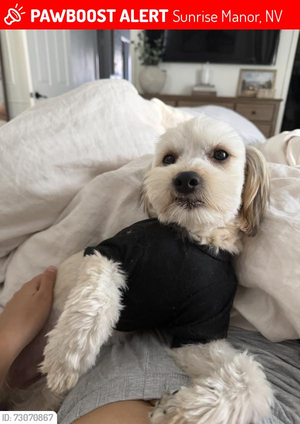 Lost Male Dog last seen Peach nectar, Sunrise Manor, NV 89142