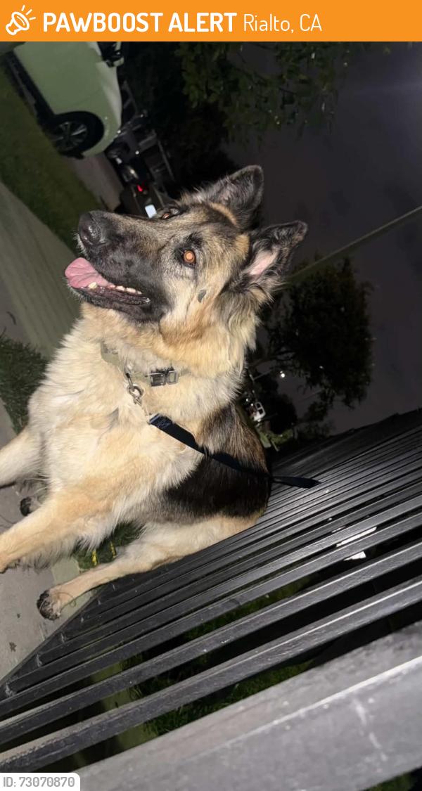 Found/Stray Unknown Dog last seen Sycamore and Baseline, Rialto, CA 92376