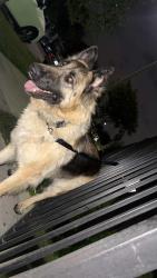 Found/Stray Unknown Dog last seen Sycamore and Baseline, Rialto, CA 92376