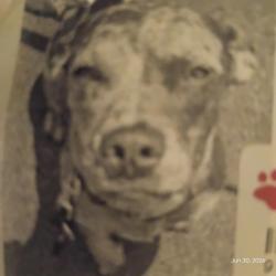 Lost Female Dog last seen 14th and waco wichita ks 67203, Wichita, KS 67203
