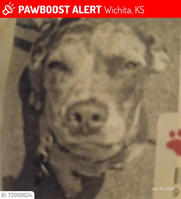 Lost Female Dog last seen 14th and waco wichita ks 67203, Wichita, KS 67203