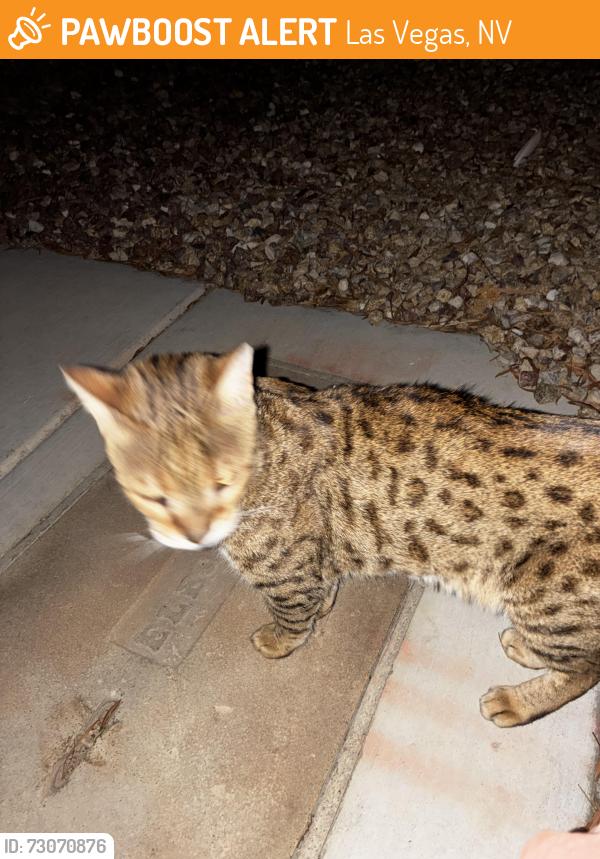 Found/Stray Unknown Cat last seen Elkhorn and Torrey Pines, Las Vegas, NV 89131