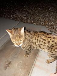 Found/Stray Unknown Cat last seen Elkhorn and Torrey Pines, Las Vegas, NV 89131