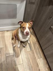 Found/Stray Male Dog last seen Fort Lauderdale cerca de Powerline Road y Commercial Blvd, Fort Lauderdale, FL 33309