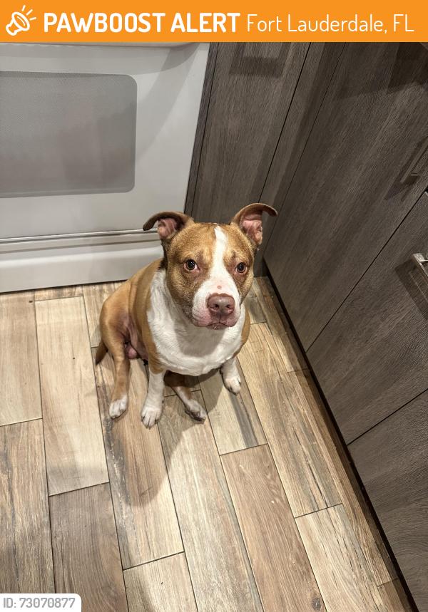 Found/Stray Male Dog last seen Fort Lauderdale cerca de Powerline Road y Commercial Blvd, Fort Lauderdale, FL 33309