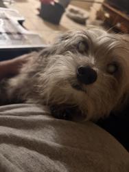Lost Male Dog last seen St. Patrick’s Church, Largo, FL 33770