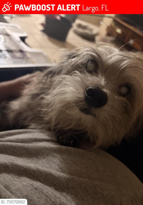 Lost Male Dog last seen St. Patrick’s Church, Largo, FL 33770
