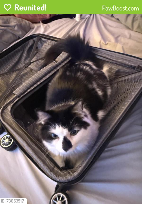 Reunited Male Cat last seen Near US-9, Wappingers Falls, NY 12590, USA, Wappingers Falls, NY 12590