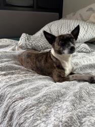 Lost Female Dog last seen curzon ave, Fort Worth, TX 76116