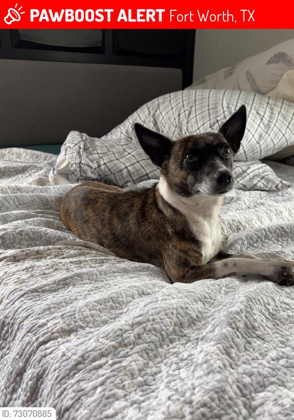 Lost Female Dog last seen curzon ave, Fort Worth, TX 76116